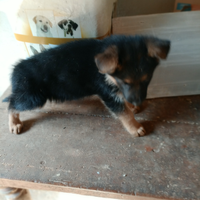 Cuccioli pastore tedesco