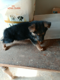 Cuccioli pastore tedesco