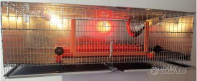 Camera calda per pulcini