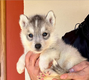 Cucciola siberian husky