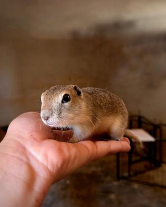 Cani della prateria e citelli
