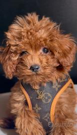 BARBONCINO TOY CUCCIOLI RED - barboncini puppy