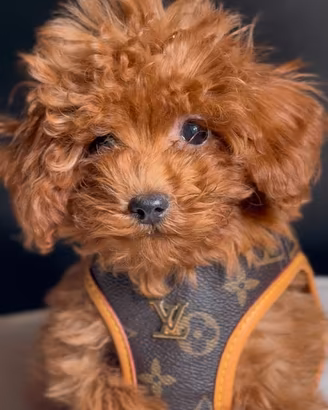 BARBONCINO TOY CUCCIOLI RED - barboncini puppy