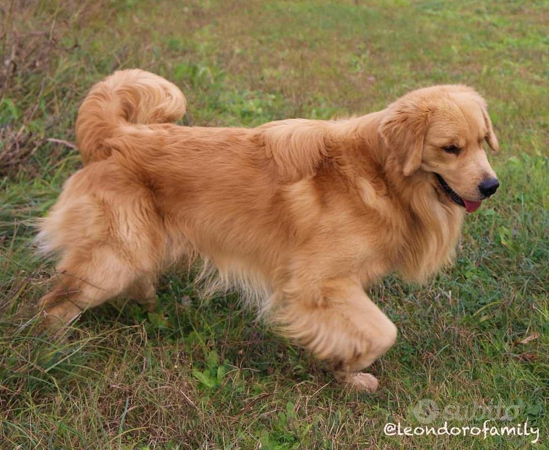 Il Golden Retriever americano - Allevamento Leon d'Oro