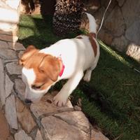 Accopiamento per teddy un jack russel maschio