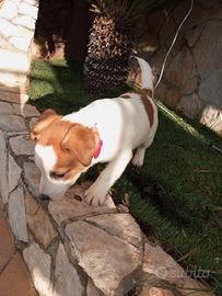 Accopiamento per teddy un jack russel maschio