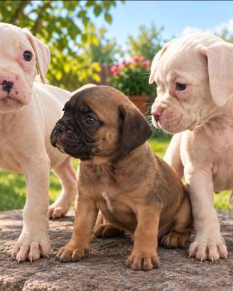 Boxer