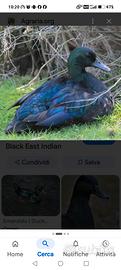 Anatra smeraldo Blak Indian svendita