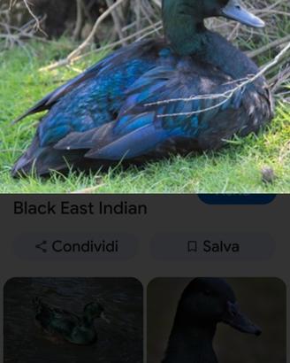 Anatra smeraldo Blak Indian svendita