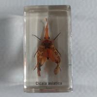 Cicala Asiatica sotto resina