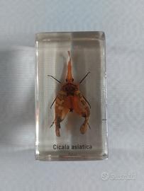 Cicala Asiatica sotto resina
