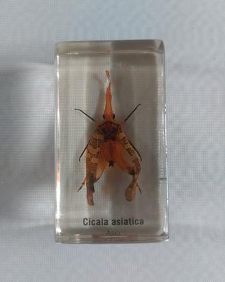 Cicala Asiatica sotto resina