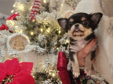 Chihuahua femmina pelo lungo