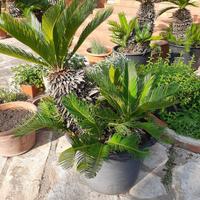 Piante Cycas