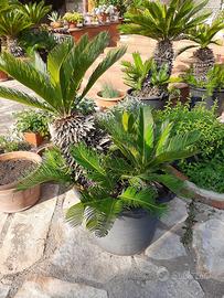 Piante Cycas