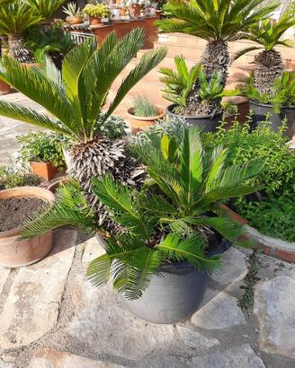 Piante Cycas