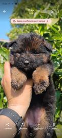 Cuccioli pastore tedesco pelo lungo