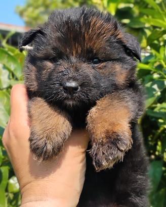 Cuccioli pastore tedesco pelo lungo