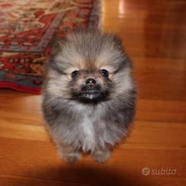 Spitz nano taglia Toy