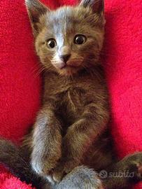 Gattini certosino/british