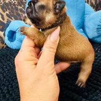 Cuccioli di Bouldog francese