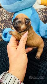 Cuccioli di Bouldog francese