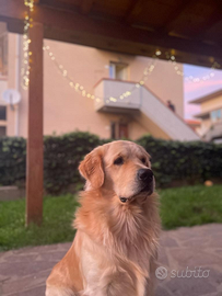 Monta Golden Retriever americano