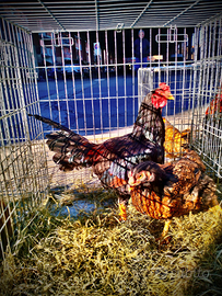 Galline ornamentali