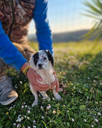 Cucciola SETTER INGLESE