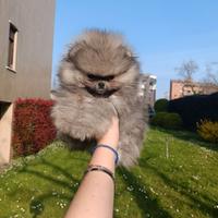 Spitz di Pomerania nano