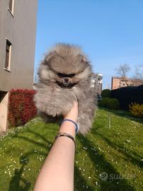 Spitz di Pomerania nano