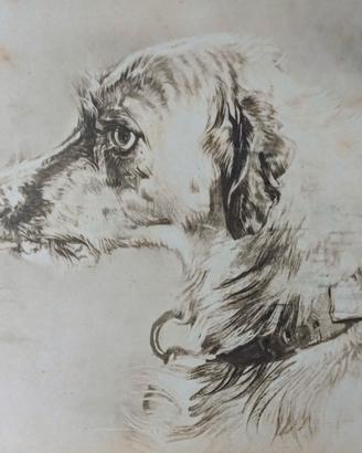 Cane LEVRIERO Foto albumina fine 1800 di disegno