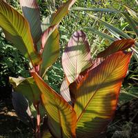 Musaefolia, Canna Banano, Canna Giant Grande e Red
