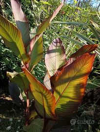 Musaefolia, Canna Banano, Canna Giant Grande e Red