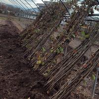 piante di nocciola tonda di Giffoni 