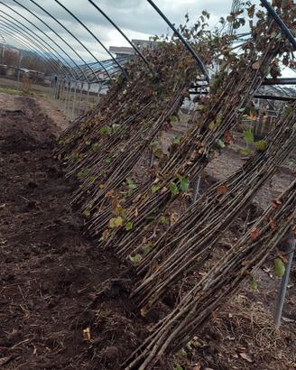 piante di nocciola tonda di Giffoni 