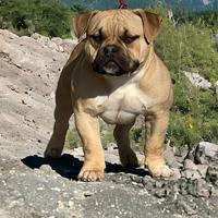 American bully per Monta