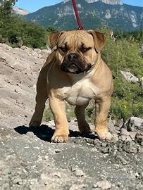 American bully per Monta