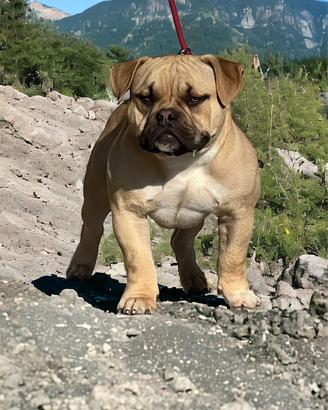 American bully per Monta