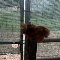 Coppie Moroseta e Brhama