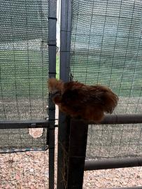 Coppie Moroseta e Brhama