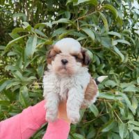Cuccioli di shihtzu