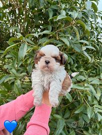 Cuccioli di shihtzu