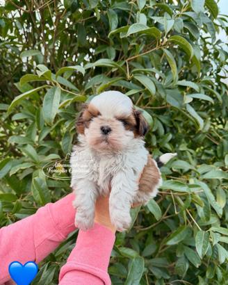 Cuccioli di shihtzu