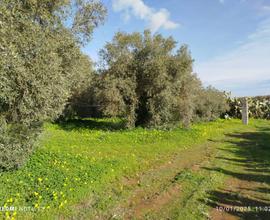 Terreno agricolo di mq 18575 con fabbricato agr