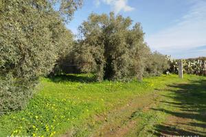 Terreno agricolo di mq 18575 con fabbricato agr