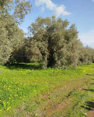 Terreno agricolo di mq 18575 con fabbricato agr