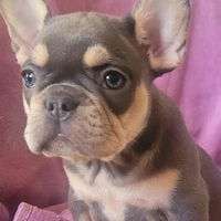 Bulldog francese femminuccia