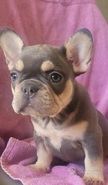 Bulldog francese femminuccia