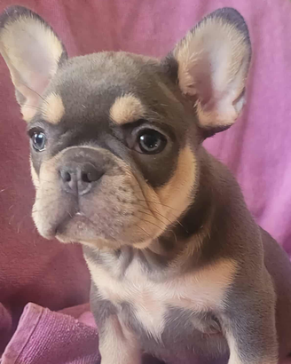Bulldog francese femminuccia